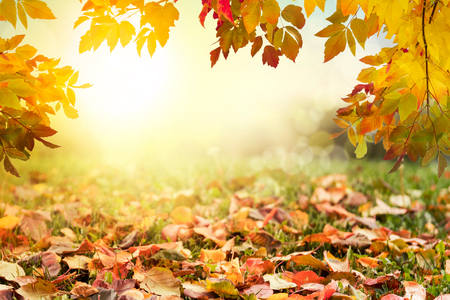 Colorful autumn leaves backgroundの写真素材