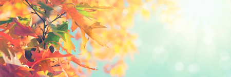 Colorful autumn leaves background