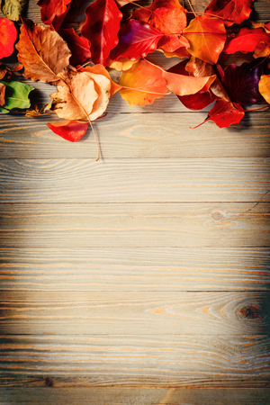 Colorful autumn leaves on wooden boardの写真素材