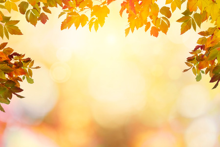 Colorful autumn sunset background