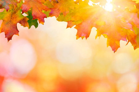 Colorful autumn sunset background