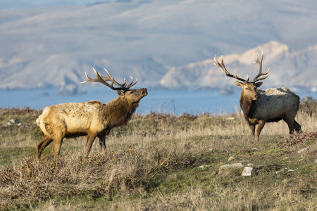 Bugling bull elkの写真素材