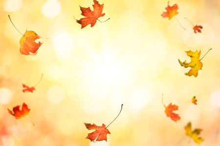 Falling leaves autumn backgroundの写真素材