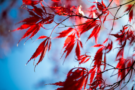 Japanese maple tree in autumnの写真素材