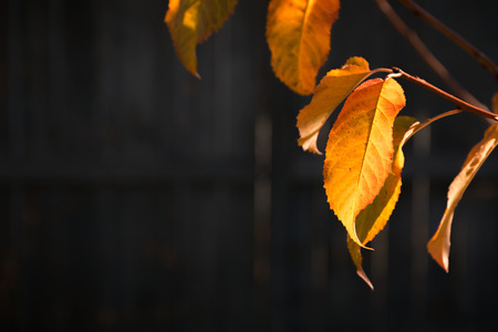 Fall leafs over dark backgroundの写真素材