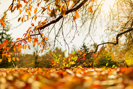 Falling tree leaves in autumnの写真素材