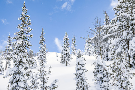 Pine trees covered in snow, winter landscapeの写真素材