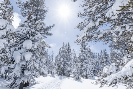 Pine trees covered in snow, winter landscapeの写真素材