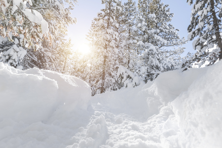 Pine trees covered in snow, winter landscapeの写真素材