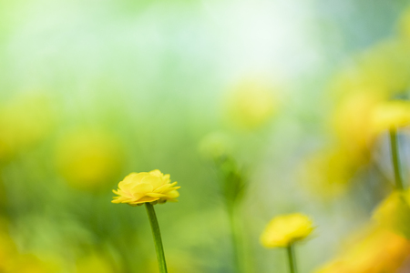 Yellow flowers close-upの写真素材