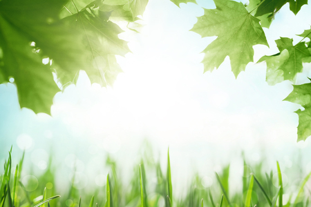 Green grass with tree leafs over sunny blue sky springの写真素材