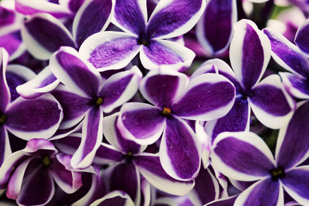 Purple lilac flowers close-upの写真素材