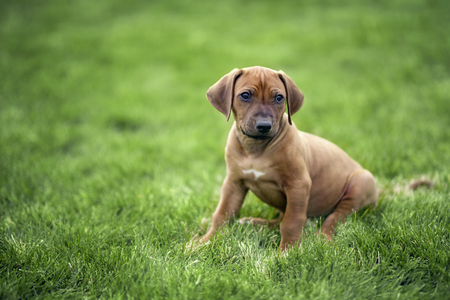 Rhodesian ridgeback puppy sitting on green grassの写真素材