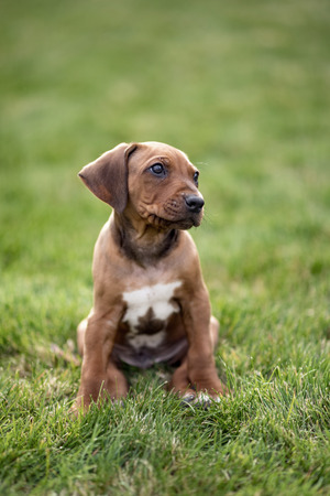 Rhodesian ridgeback puppy sitting on green grassの写真素材