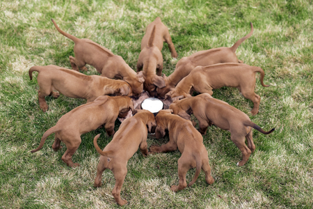 Rhodesian ridgeback puppies eating from bowl outdoorsの写真素材