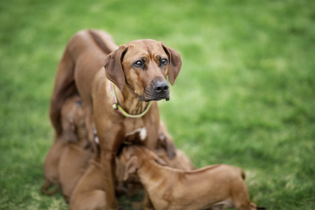 Rhodesian Ridgeback nursing her puppies on green grassの写真素材