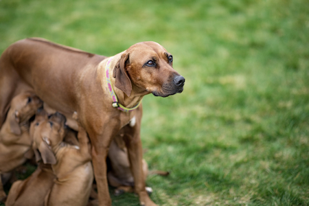 Rhodesian Ridgeback nursing her puppies on green grassの写真素材