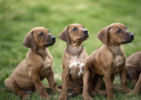 Rhodesian ridgeback puppies sitting on green grass waiting for treatsの写真素材