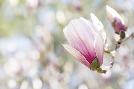 Magnolia flowers spring blossomの写真素材