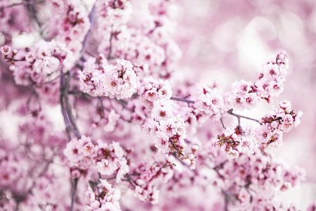 Pink tree flowers, spring blossomの写真素材