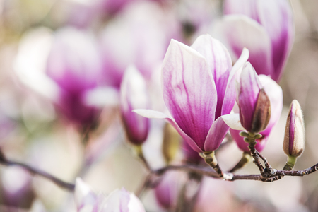 Magnolia flowers spring blossomの写真素材