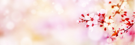 Flowers spring blossom, sunny day light bokeh backgroundの写真素材