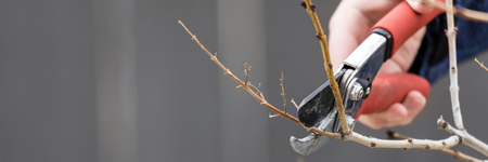 Pruning tree branches early in springの写真素材