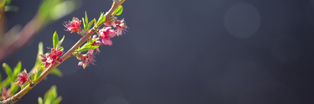 Flowering fruit tree branches with pink flowers in sunlight against darkの写真素材