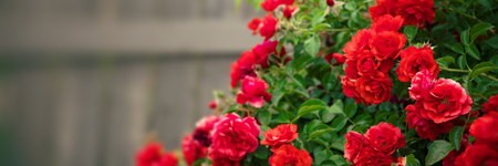 red roses flowers in garden over woodenの写真素材