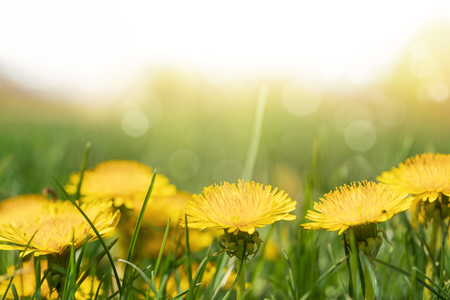 Dandelion flowers in green grassの写真素材
