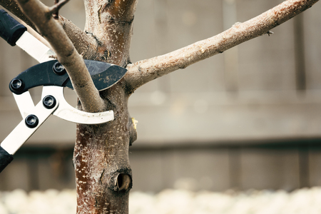Pruning tree branches early in springの写真素材