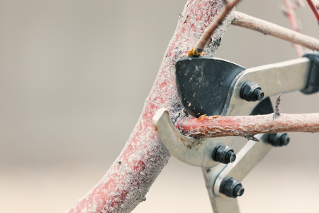 Pruning tree branches early in spring