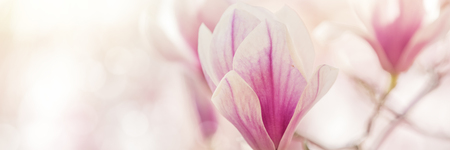 Magnolia flowersの写真素材