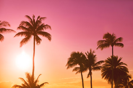 Palm tree silhouette on a background of tropical sunsetの写真素材