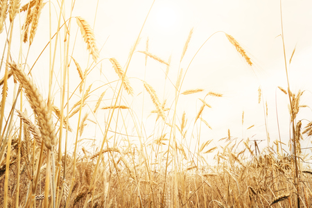 Golden wheat field in sunny day agriculture areaの写真素材