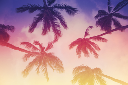 Palm tree silhouette on a background of tropical sunsetの写真素材