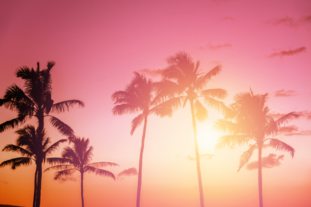 Tropical sunset with palm treesの写真素材