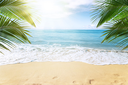 Sunny tropical beach with palm treesの写真素材
