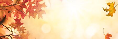 Multi colored tree leaves in autumn over sunny bokeh