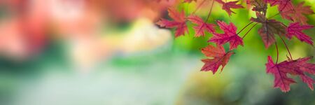 Colored tree leaves in October, autumnの写真素材