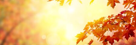 Sunset over colorful autumn tree leaves