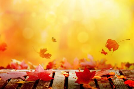 Golden autumn sunset with multi colored tree leavesの写真素材