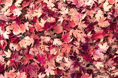 Colorful autumn leavesの写真素材