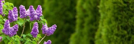 Purple lilac flowers with green thujas in gardenの写真素材