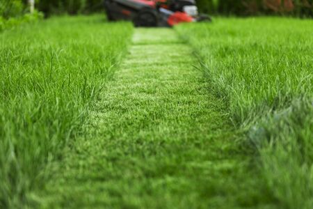 Lawn mower cutting tall green grass in backyardの素材 [FY310139374949]