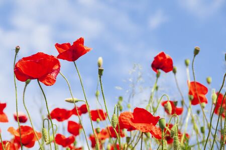 Red poppy flowers on sunny blue skyの写真素材
