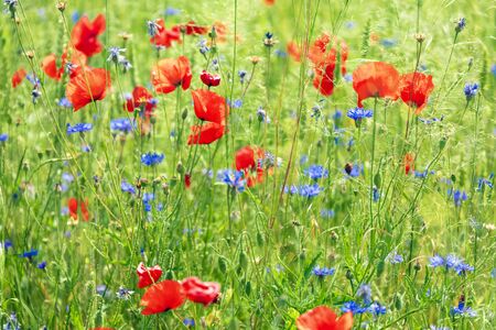 Green meadow with poppy flowersの写真素材