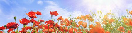 Red poppy flowers on sunny blue skyの写真素材