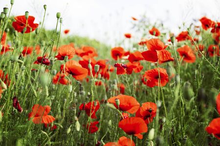 field of red poppiesの写真素材