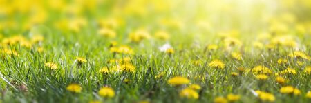 sunny flower field of dandelions, spring blossomの写真素材